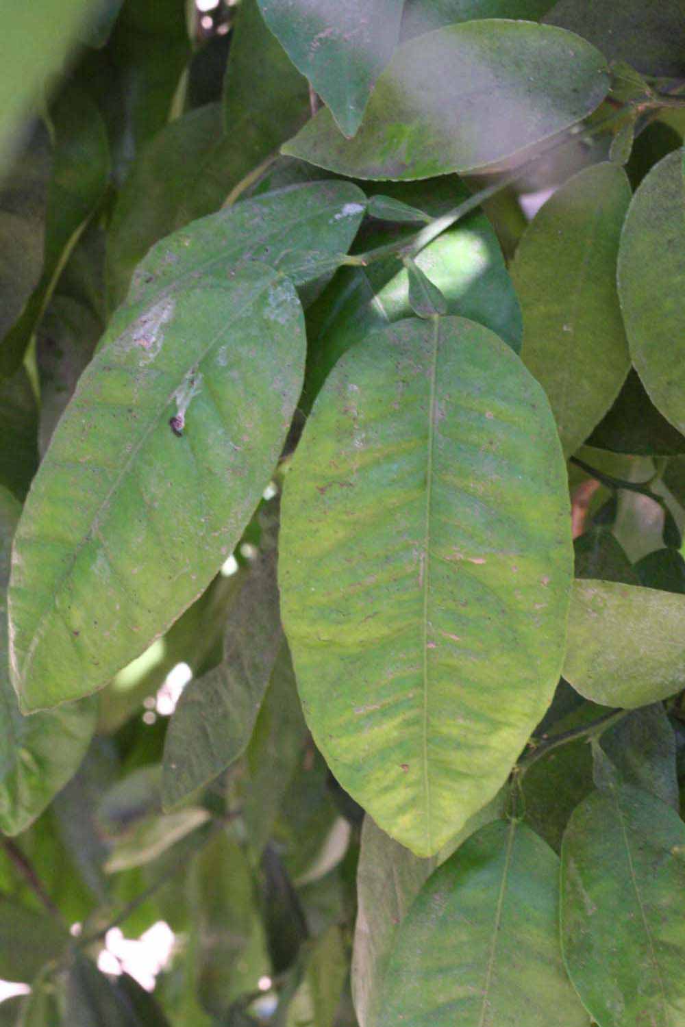              Unifoliolate leaf (Riverside, CA)       